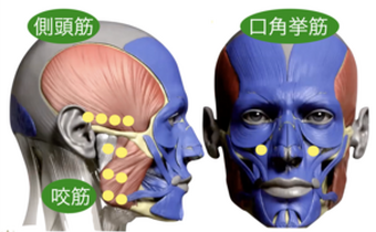 この３筋肉で笑顔になれる！
