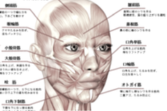 表情筋解説図